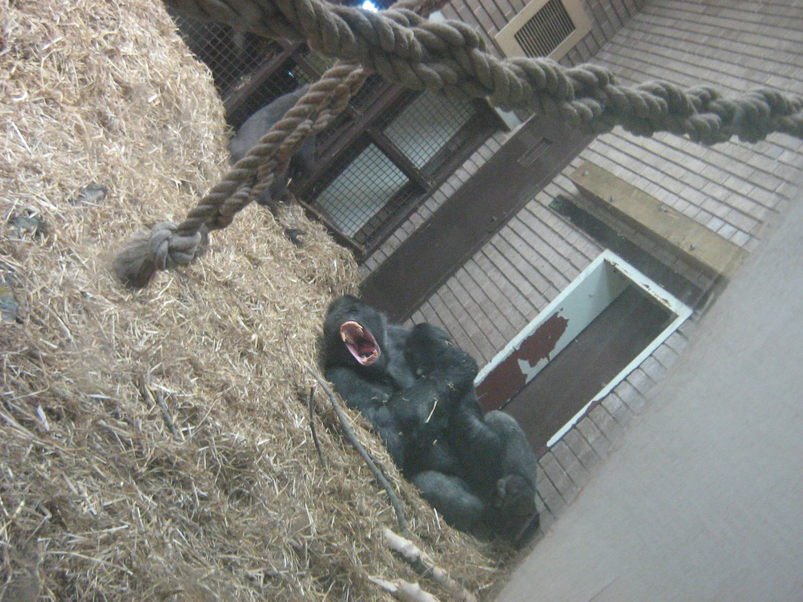bukavu male western lowland gorilla yawning