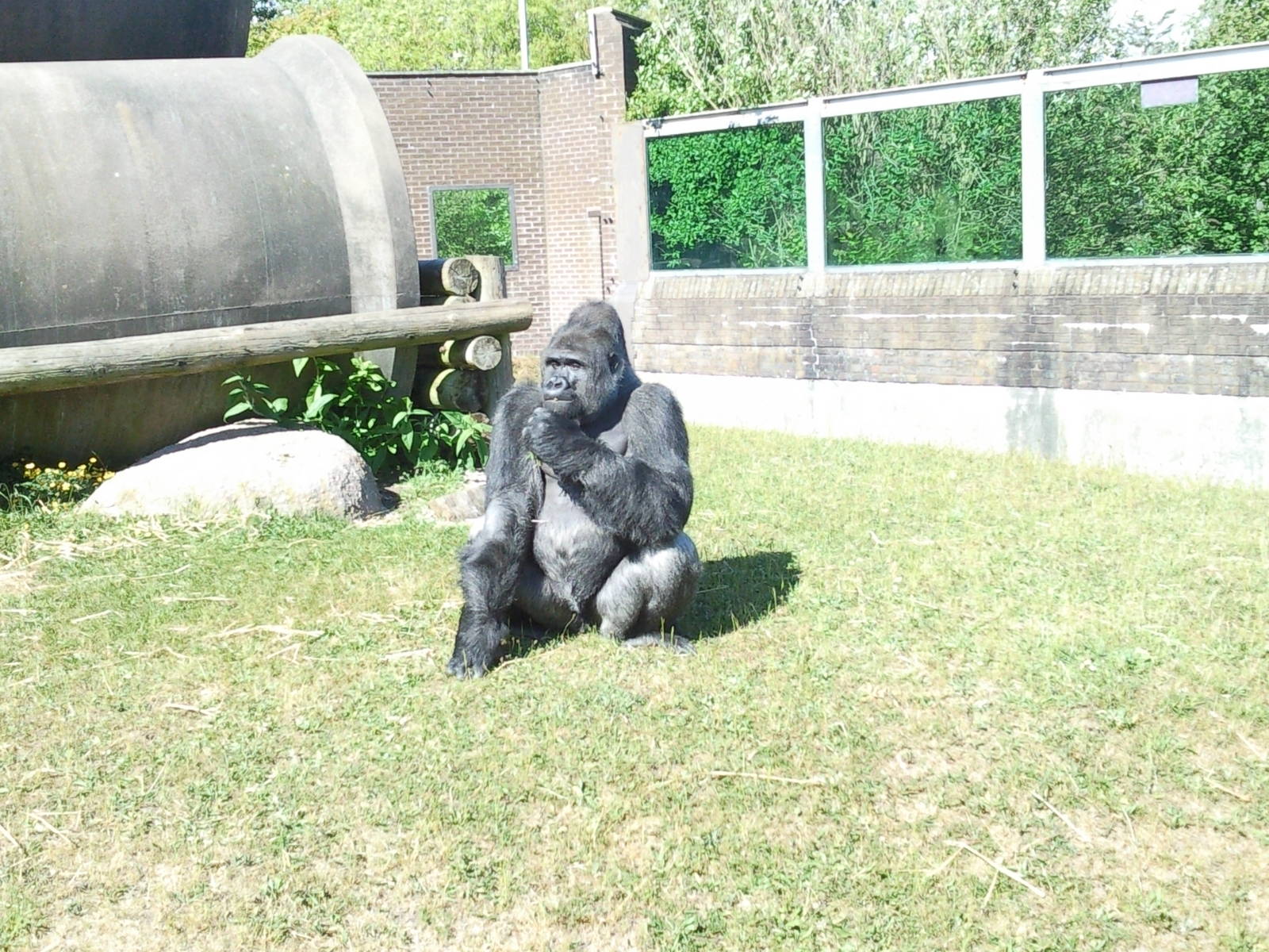 bukavu male western lowland gorilla