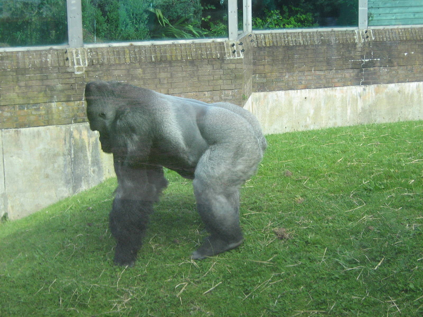 bukavu male western lowland gorilla