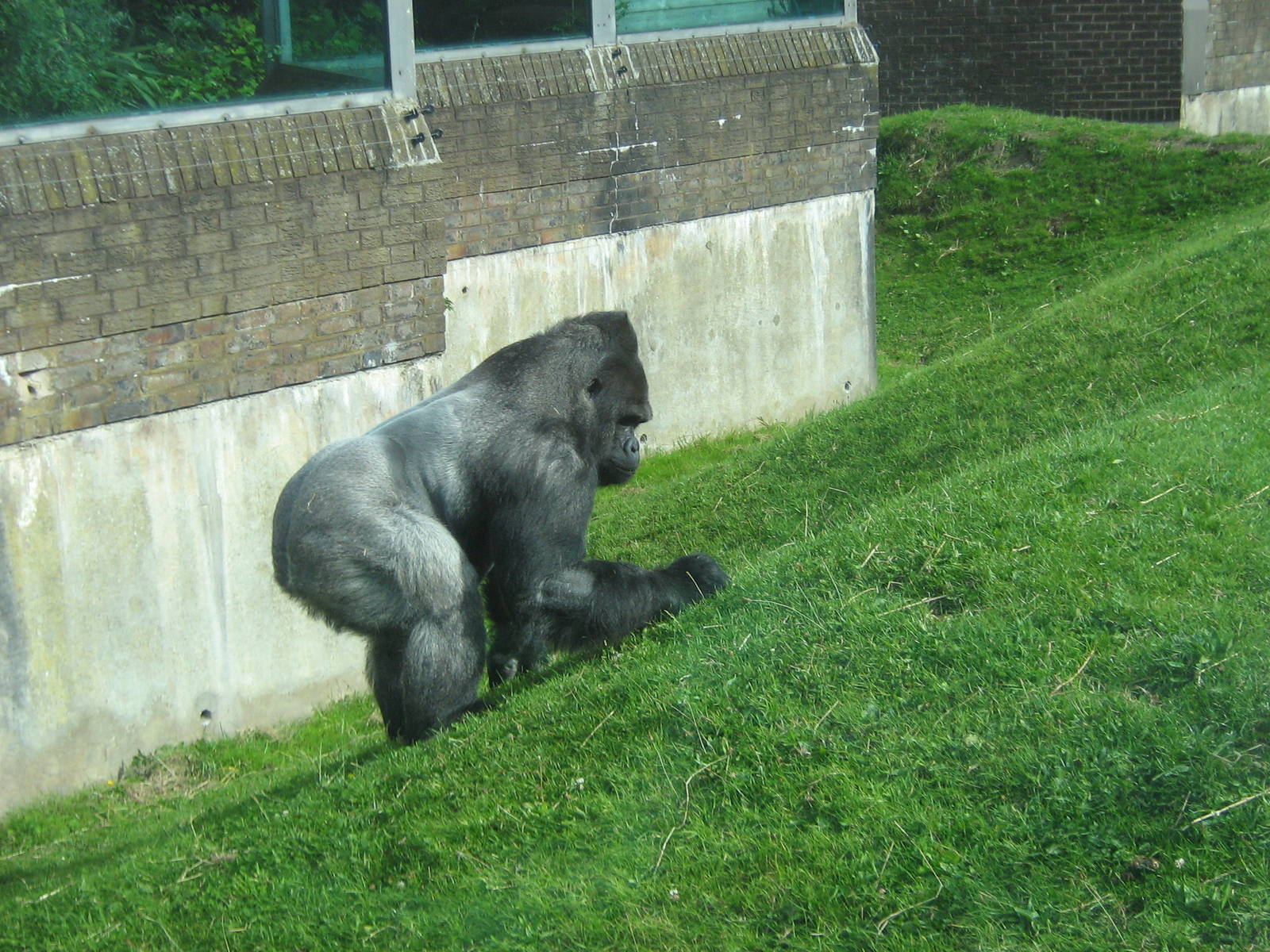 bukavu male western lowland gorilla