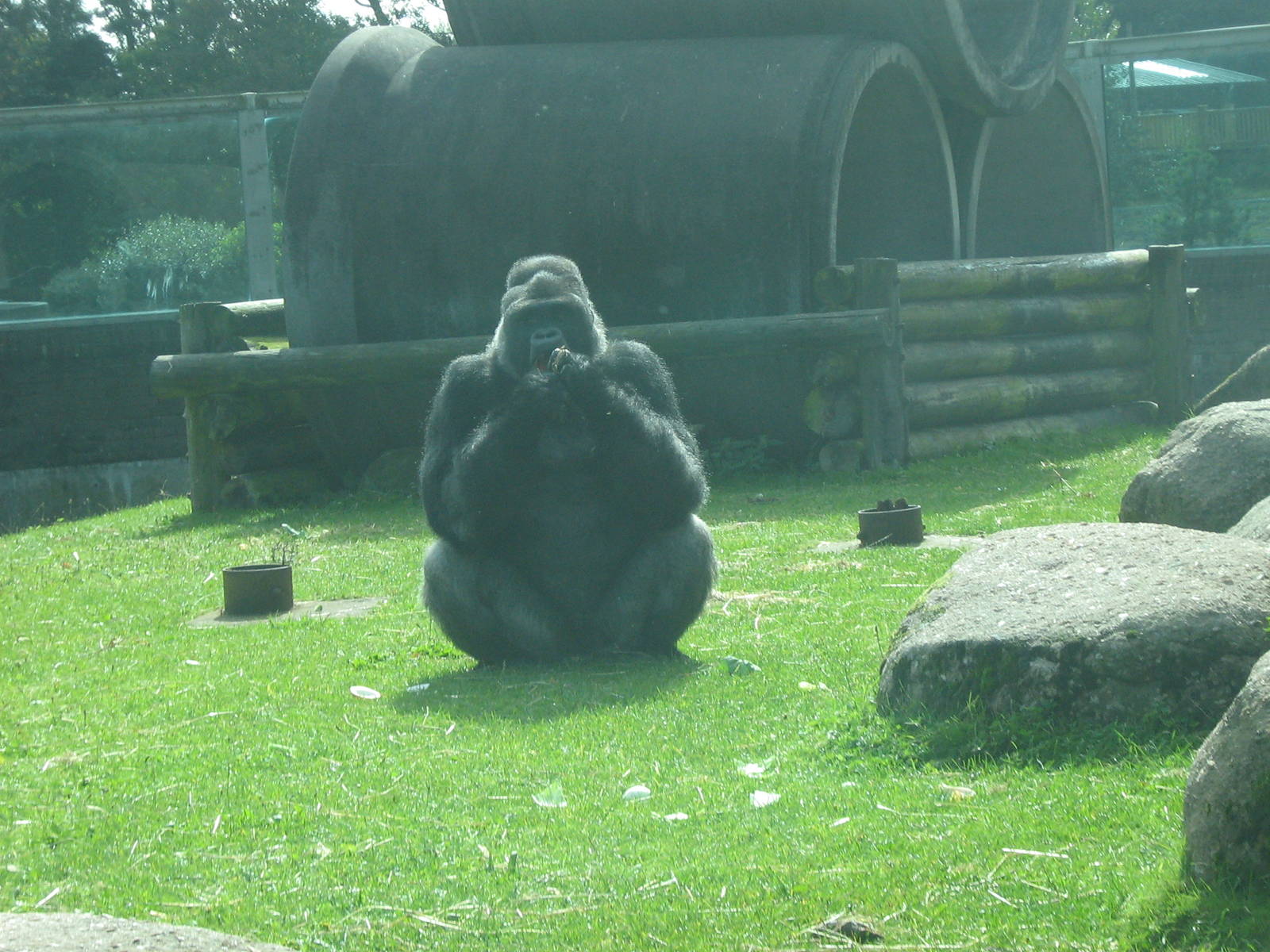 bukavu male western lowland gorilla