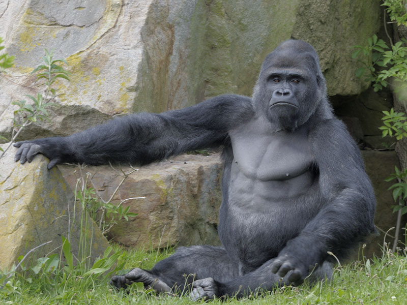 Bukavu on Gorilla Mountain