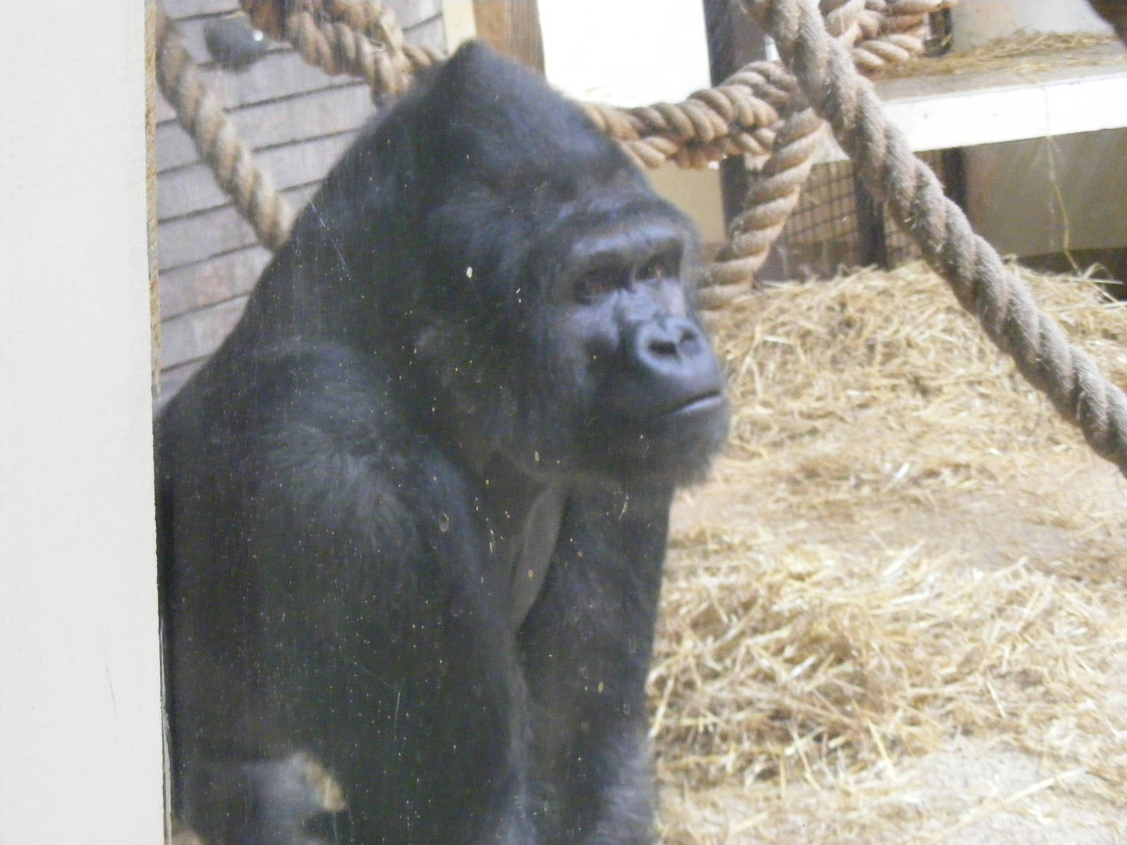 Bukavu the gorilla at Blackpool Zoo, 29 December 2009