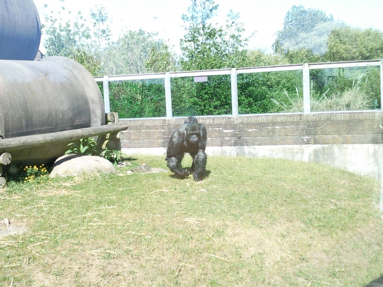 Bukavu the male gorilla