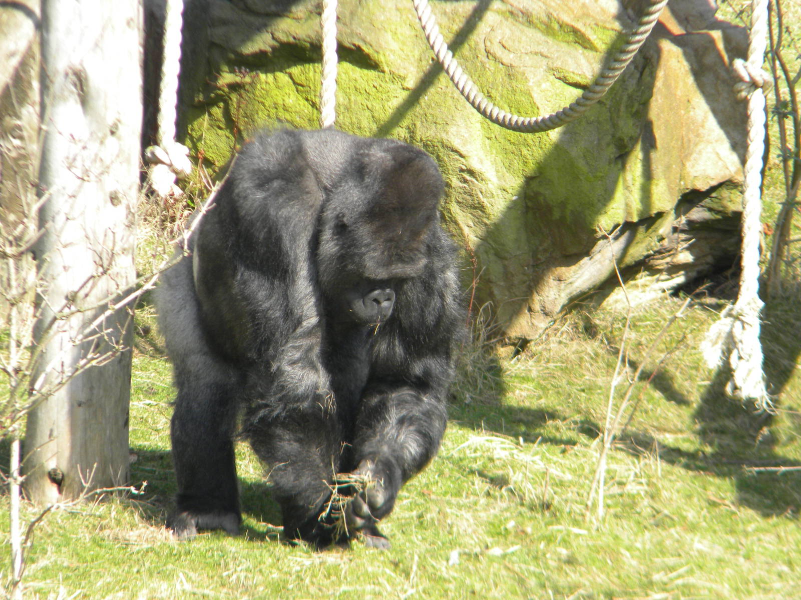 Bukavu The Male Western Lowland Gorilla at Blackpool Zoo 6th March 2011