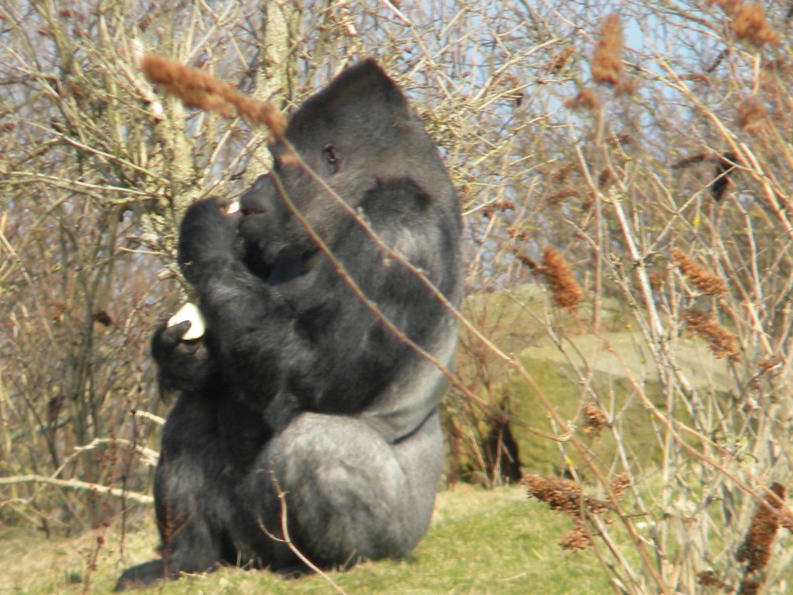 Bukavu The Male Western Lowland Gorilla at Blackpool Zoo 6th March 2011