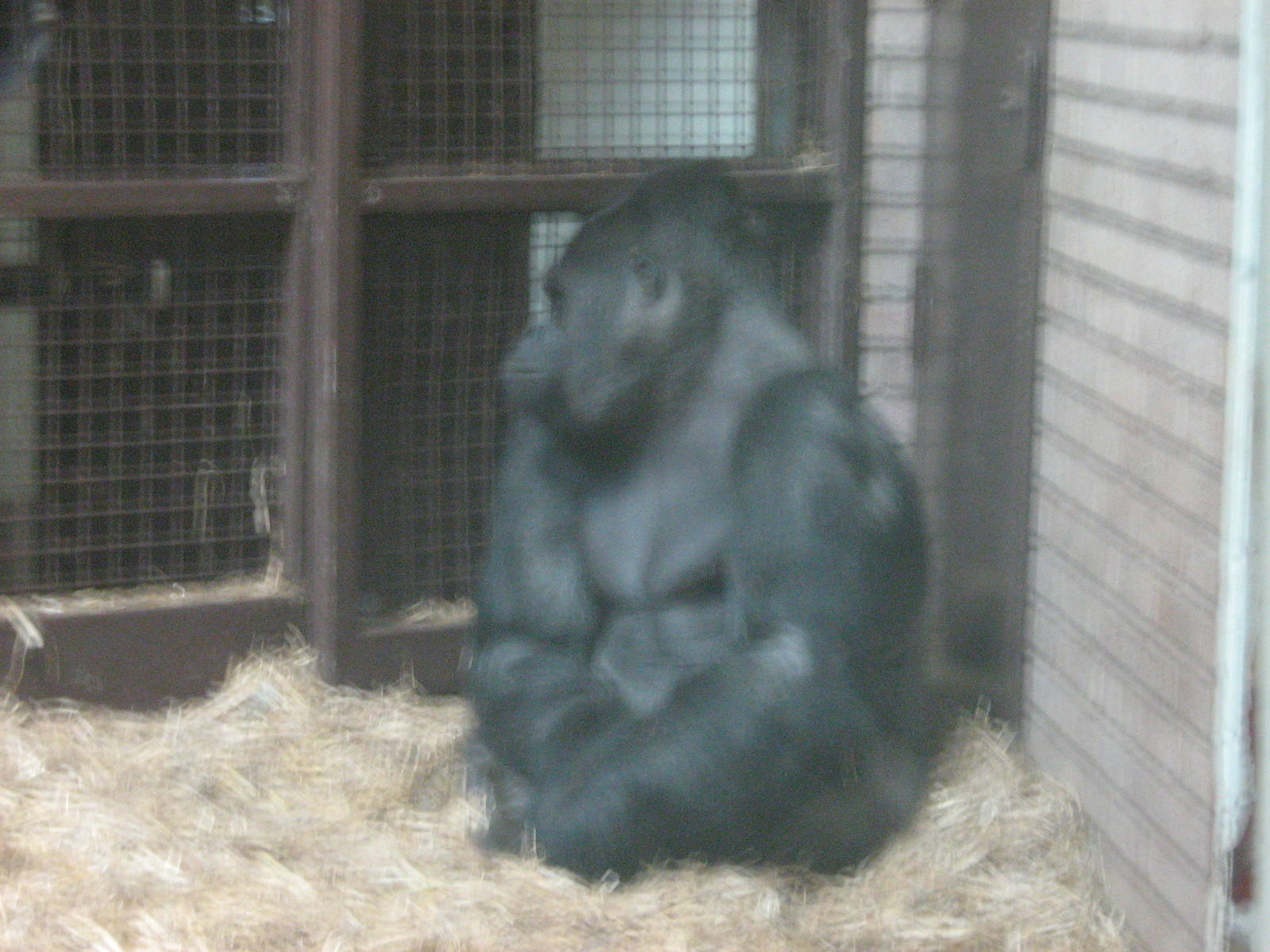 bukavu the male western lowland gorilla