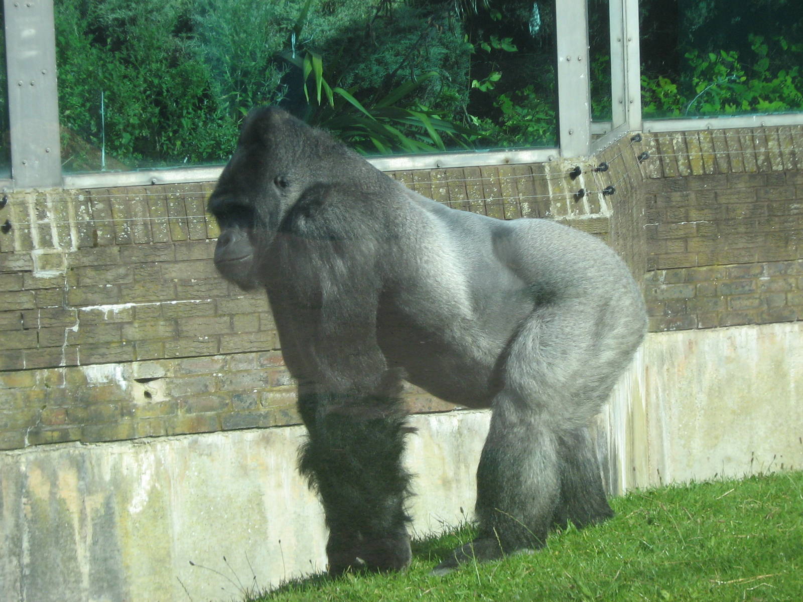 Bukavu The Male Western Lowland Gorilla