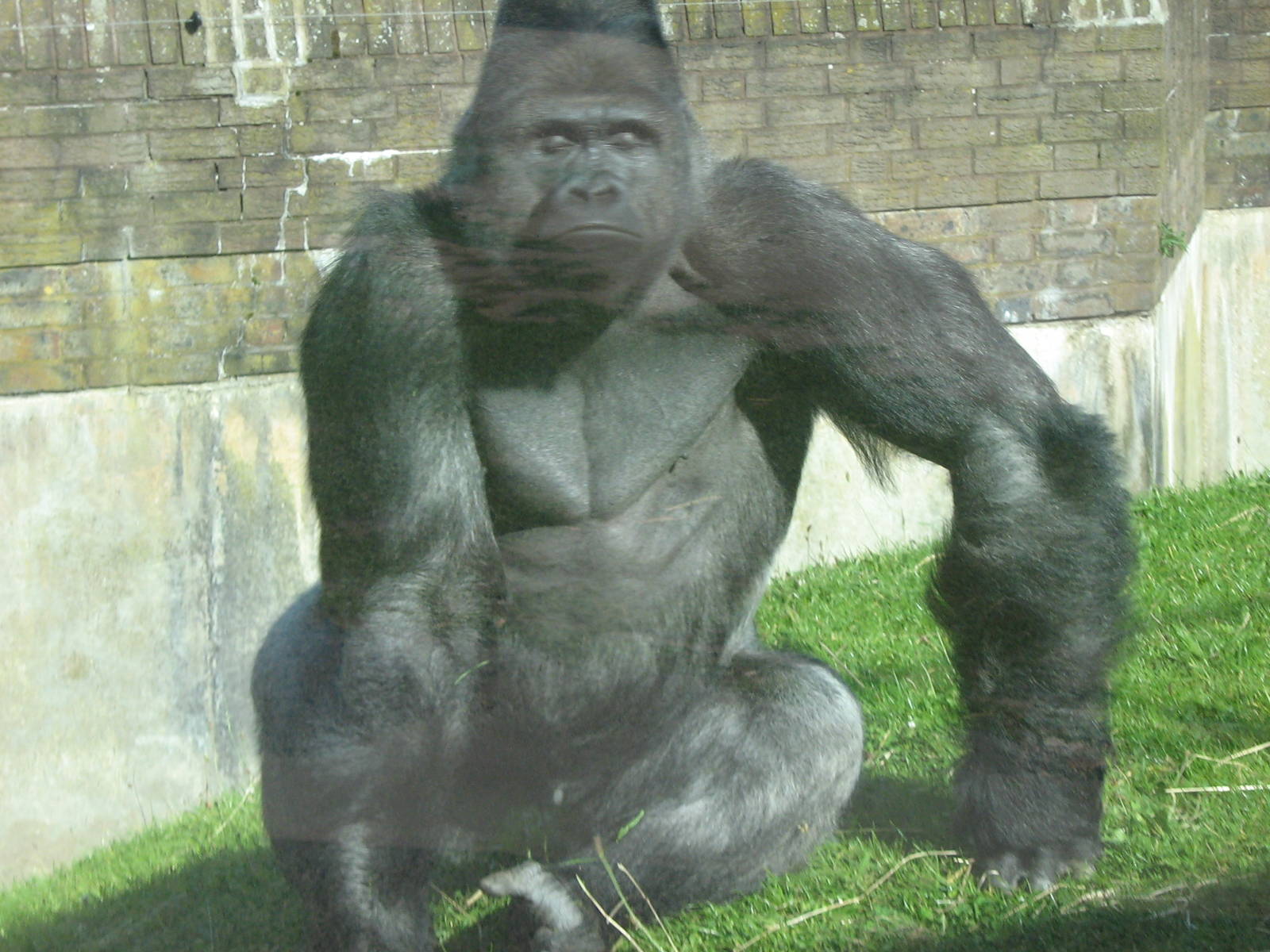 Bukavu The Male Western Lowland Gorilla