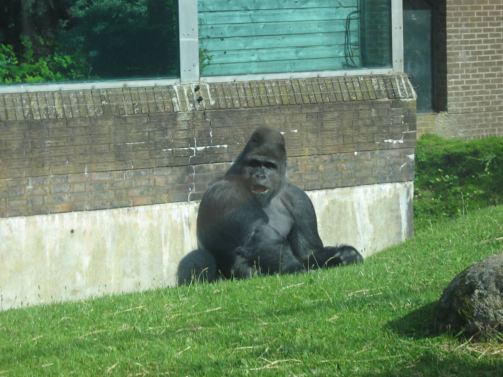 Bukavu The Male Western Lowland Gorilla