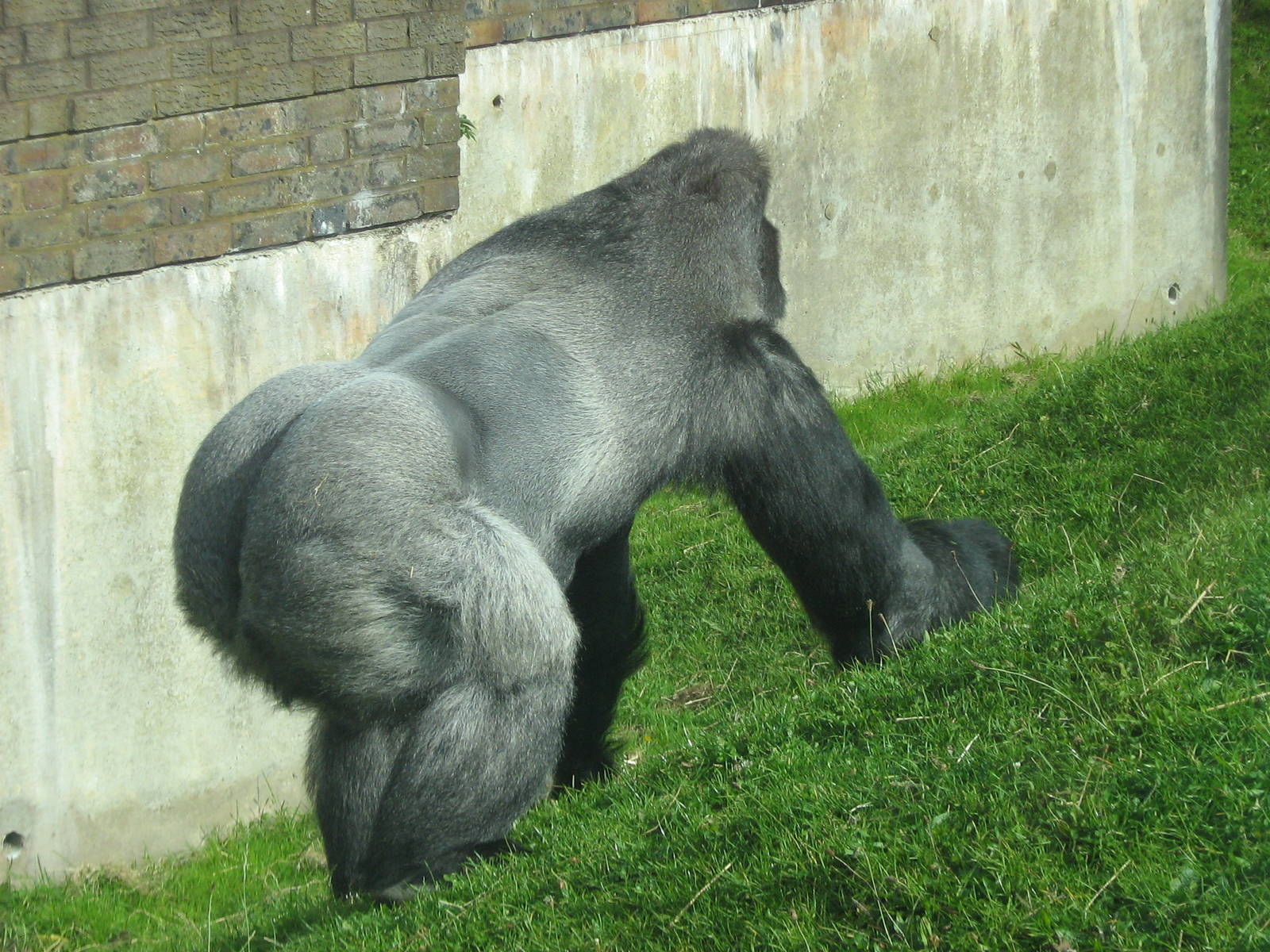 Bukavu The Male Western Lowland Gorilla