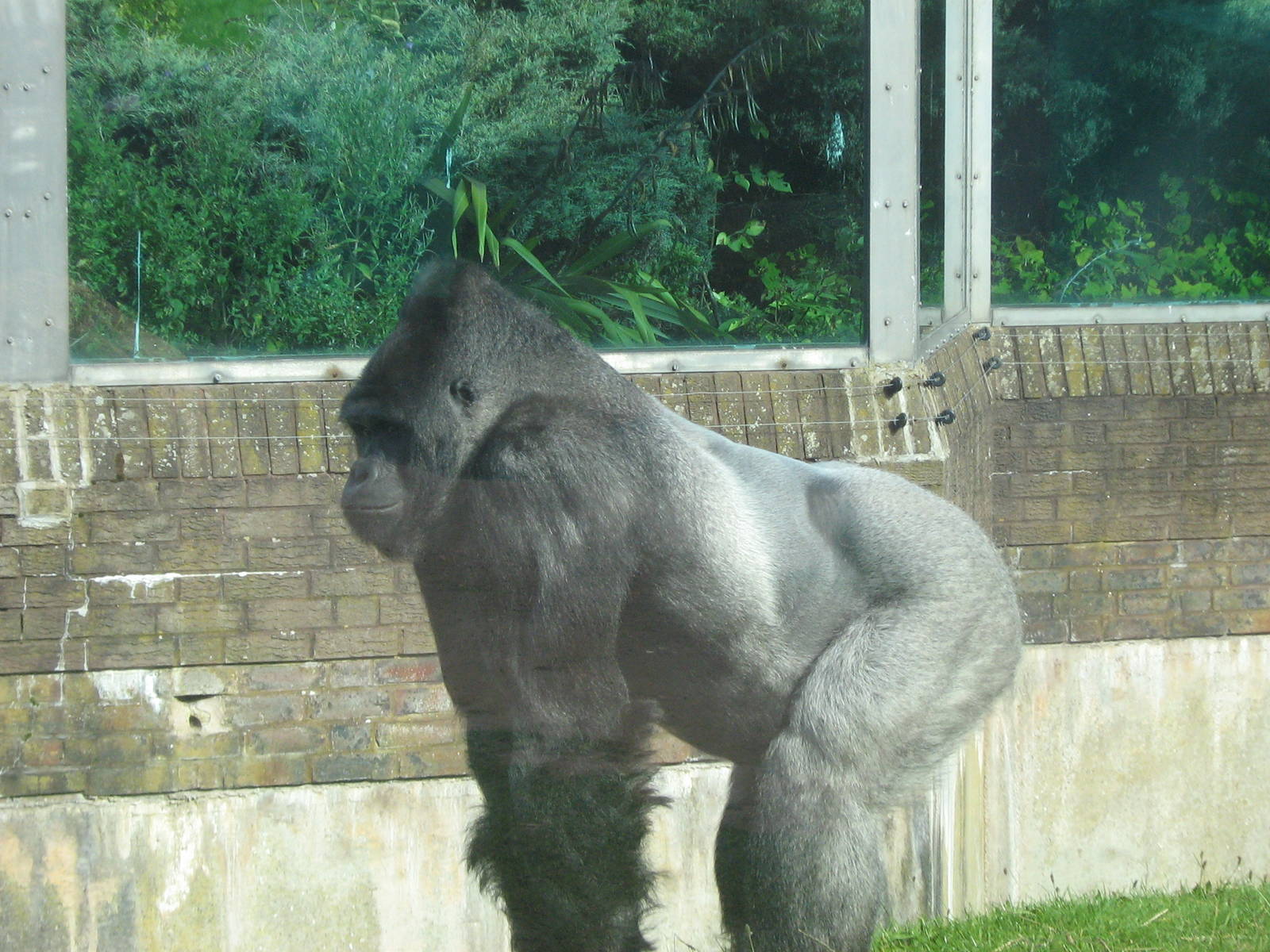 Bukavu The Male Western Lowland Gorilla