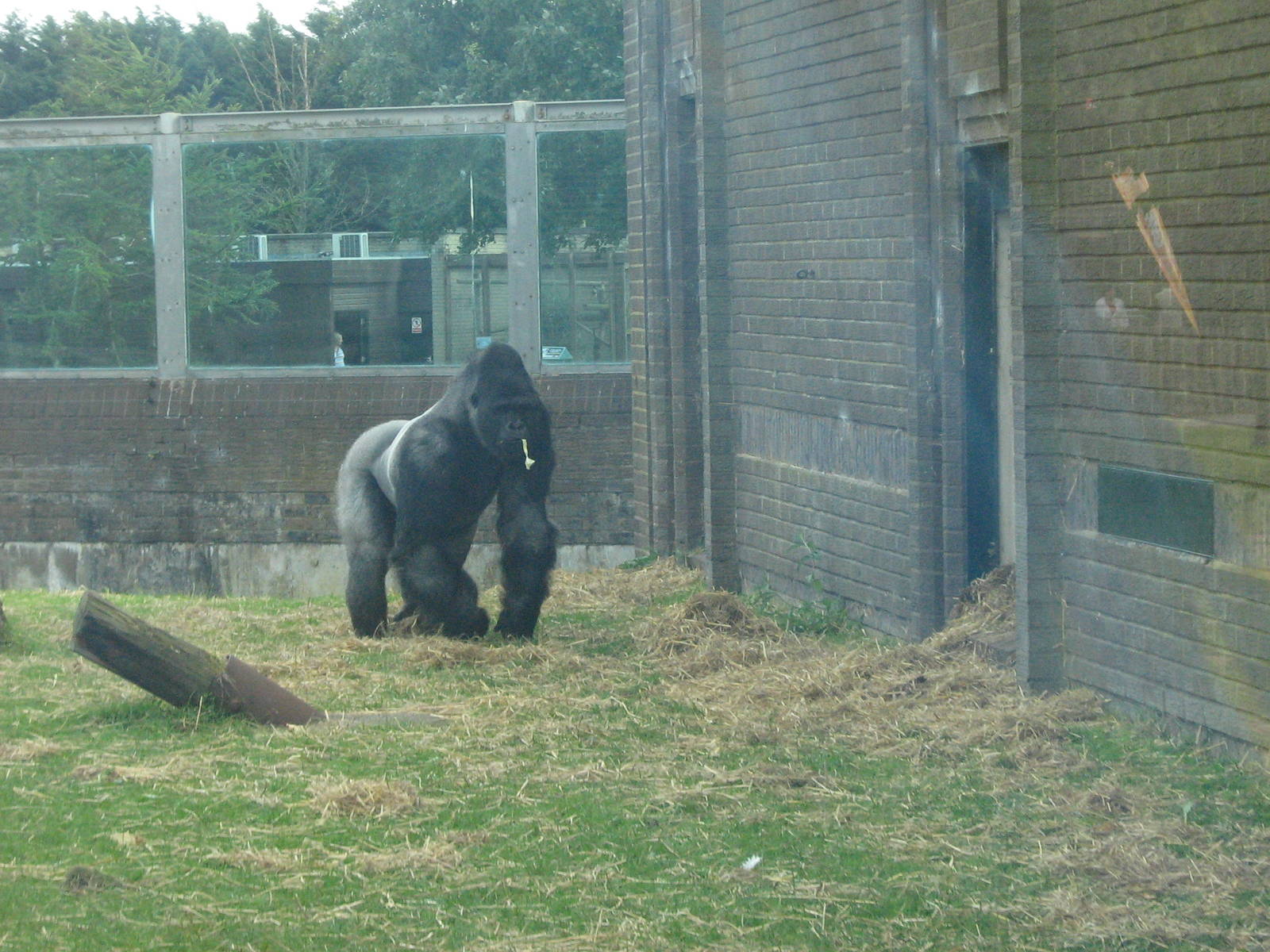 Bukavu The Male Western Lowland Gorilla.