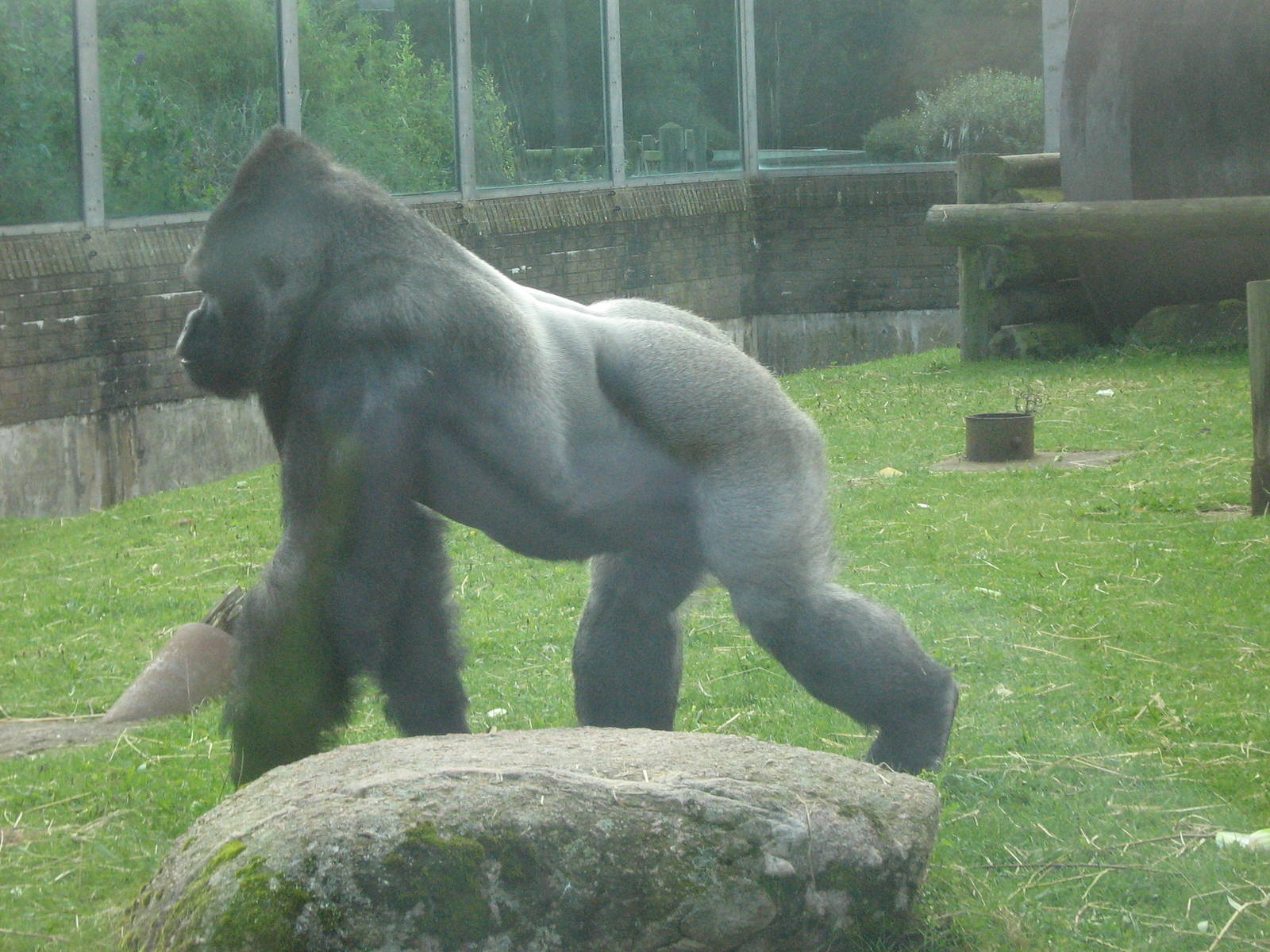 Bukavu The Male Western Lowland Gorilla