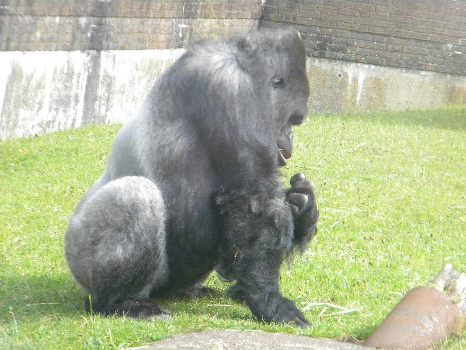 Bukavu the Western Lowland Gorilla at Blackpool Zoo 12/06/11