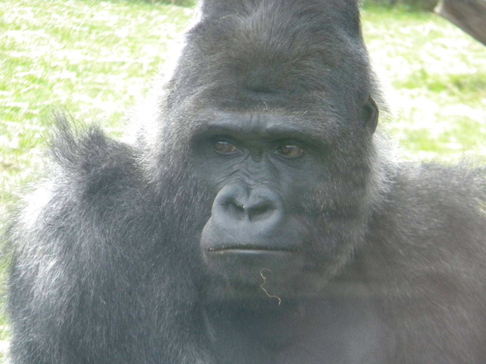 Bukavu the Western Lowland Gorilla at Blackpool Zoo 14/05/11