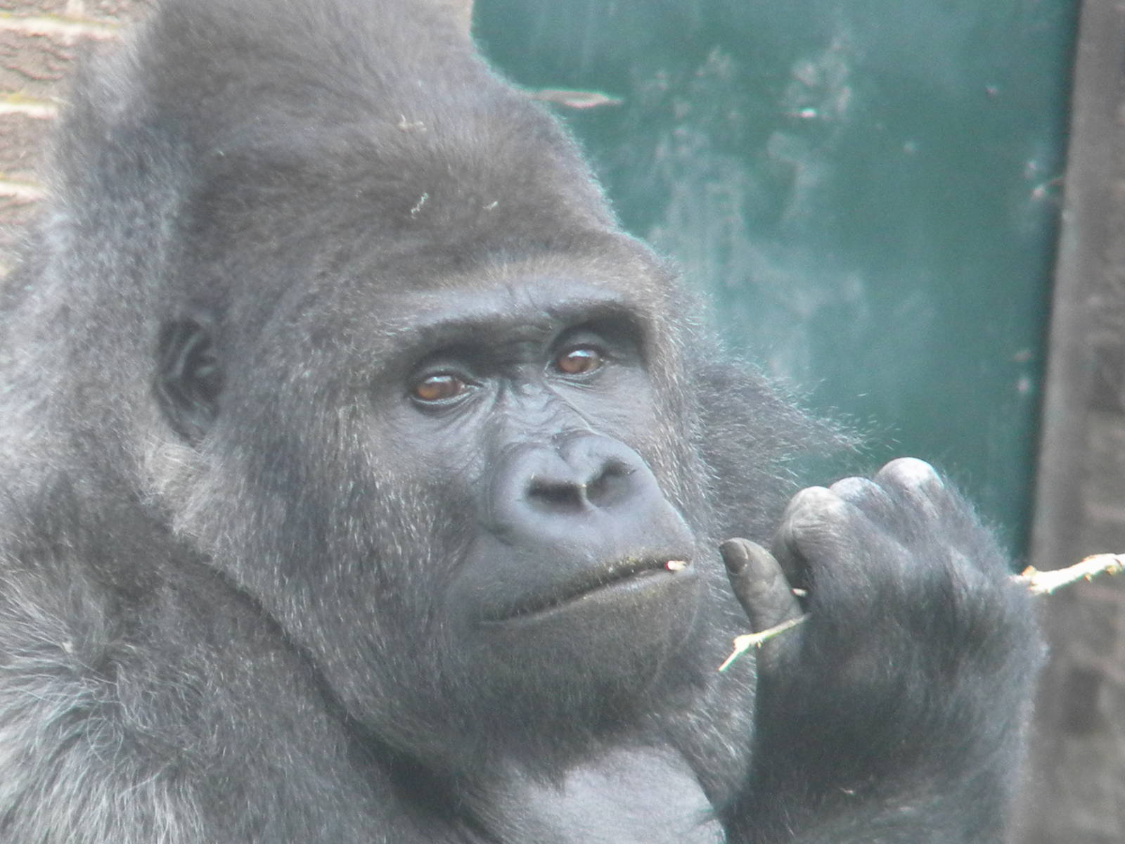 Bukavu the Western Lowland Gorilla at Blackpool Zoo 28/05/11