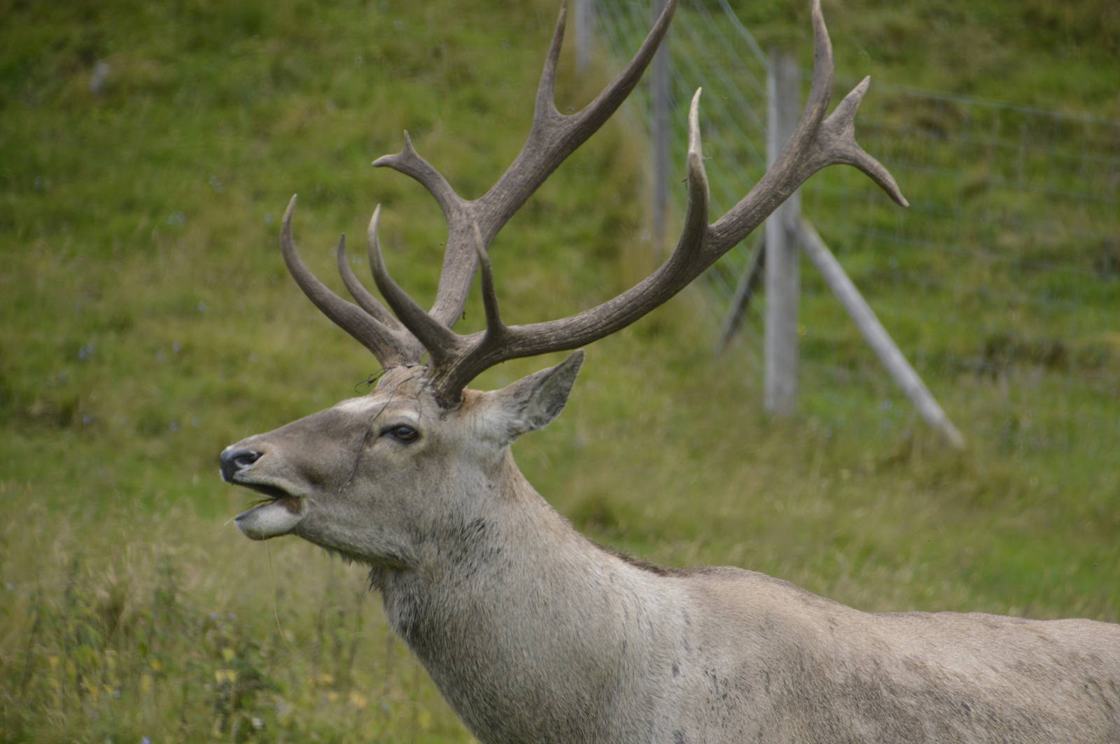 Bukhara Deer 250815
