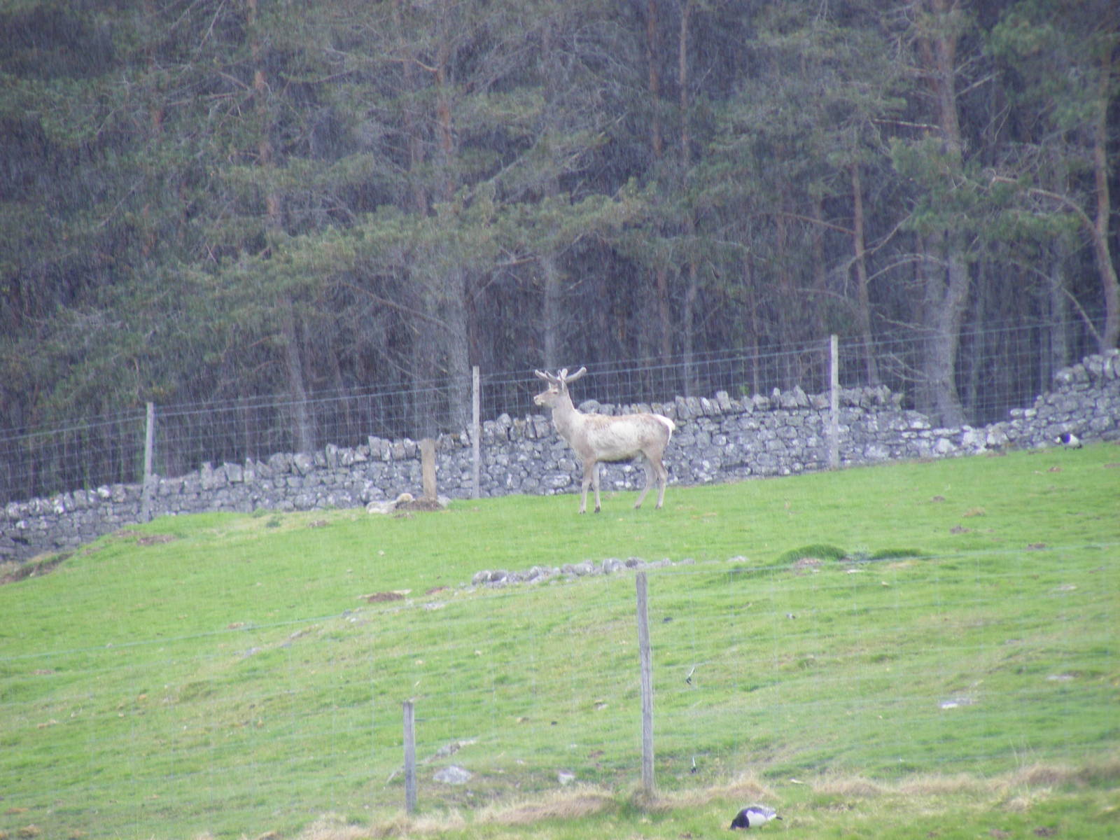 Bukhara deer (Bactrian wapiti) at Highland Wildlife Park, 17 May 2010