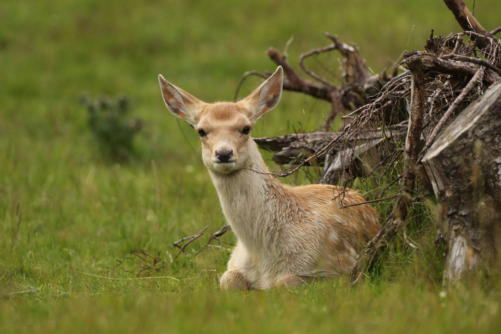 Bukhara Deer Calf