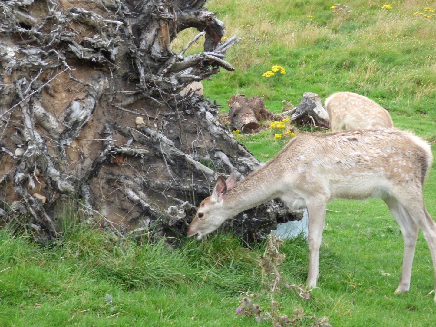 Bukhara Deer Calves