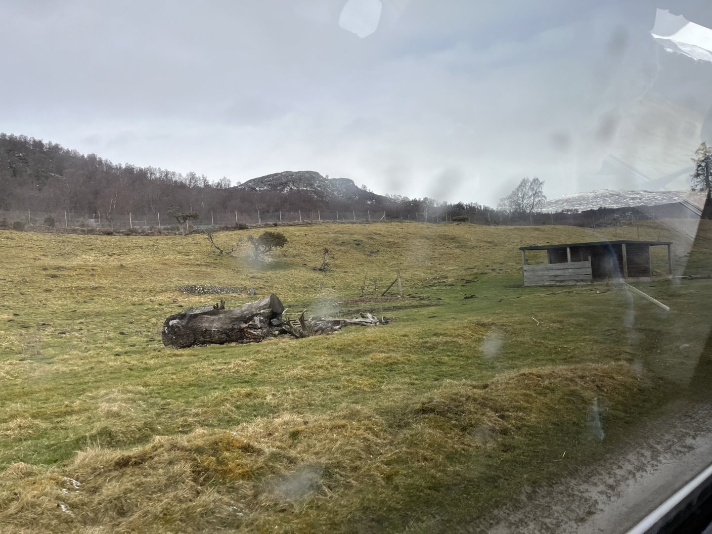 Bukhara deer drive-through reserve 5.4.24