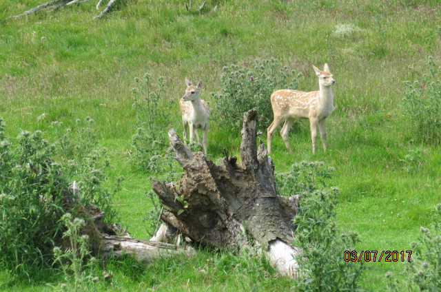 Bukhara Deer Fawns