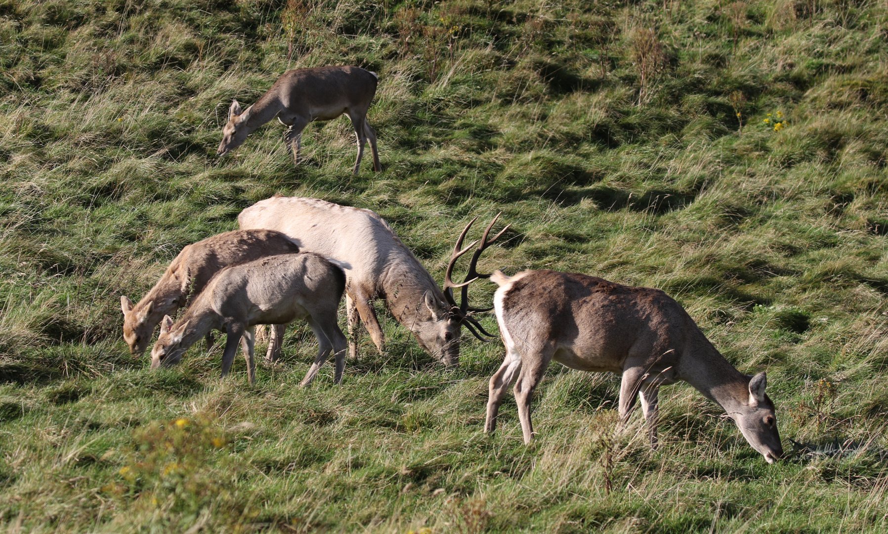 Bukhara Deer Group