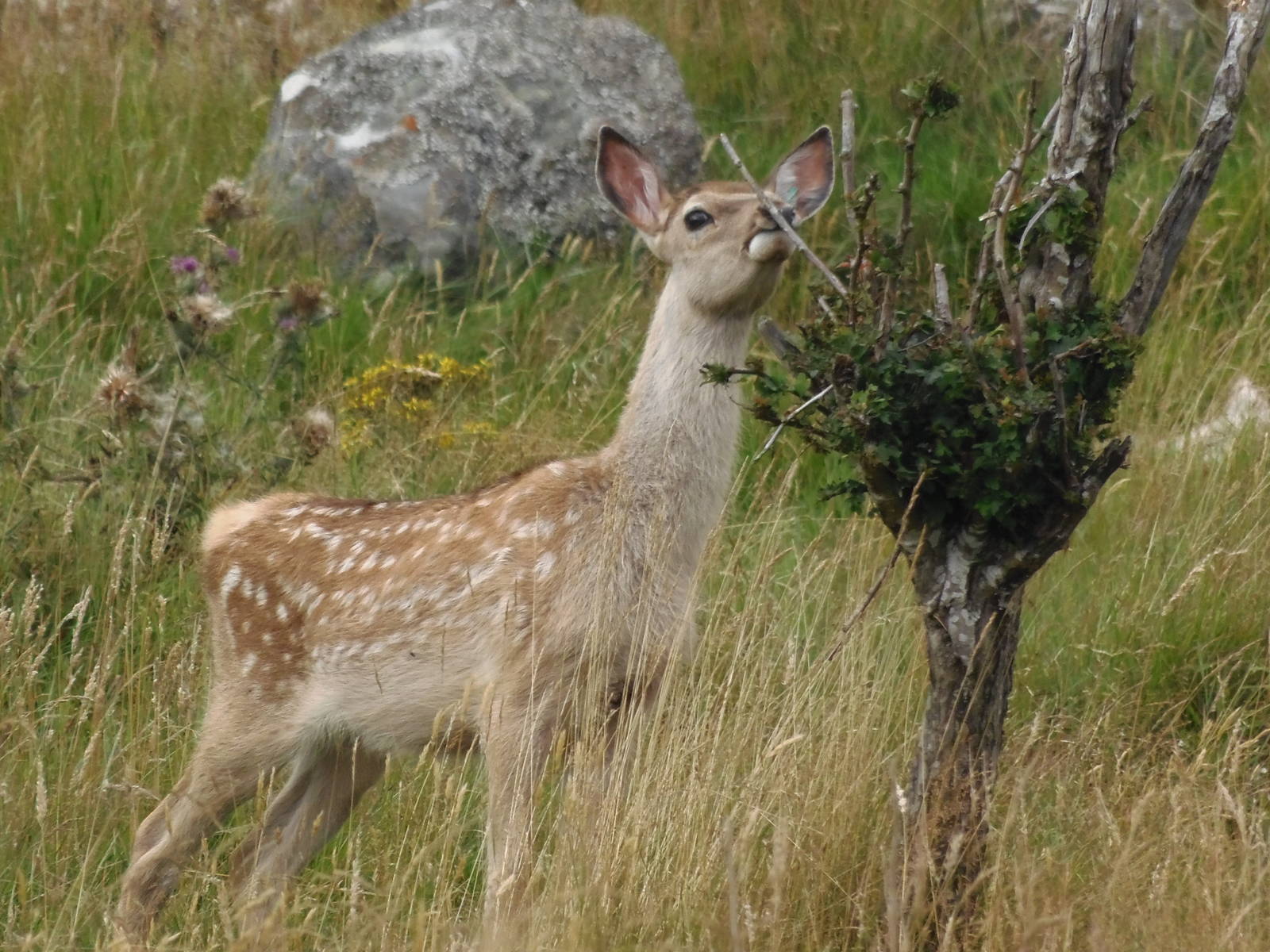 Bukhara deer young    25/08/13