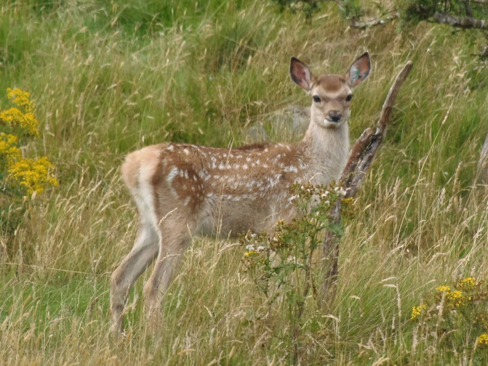 Bukhara deer young     25/08/13