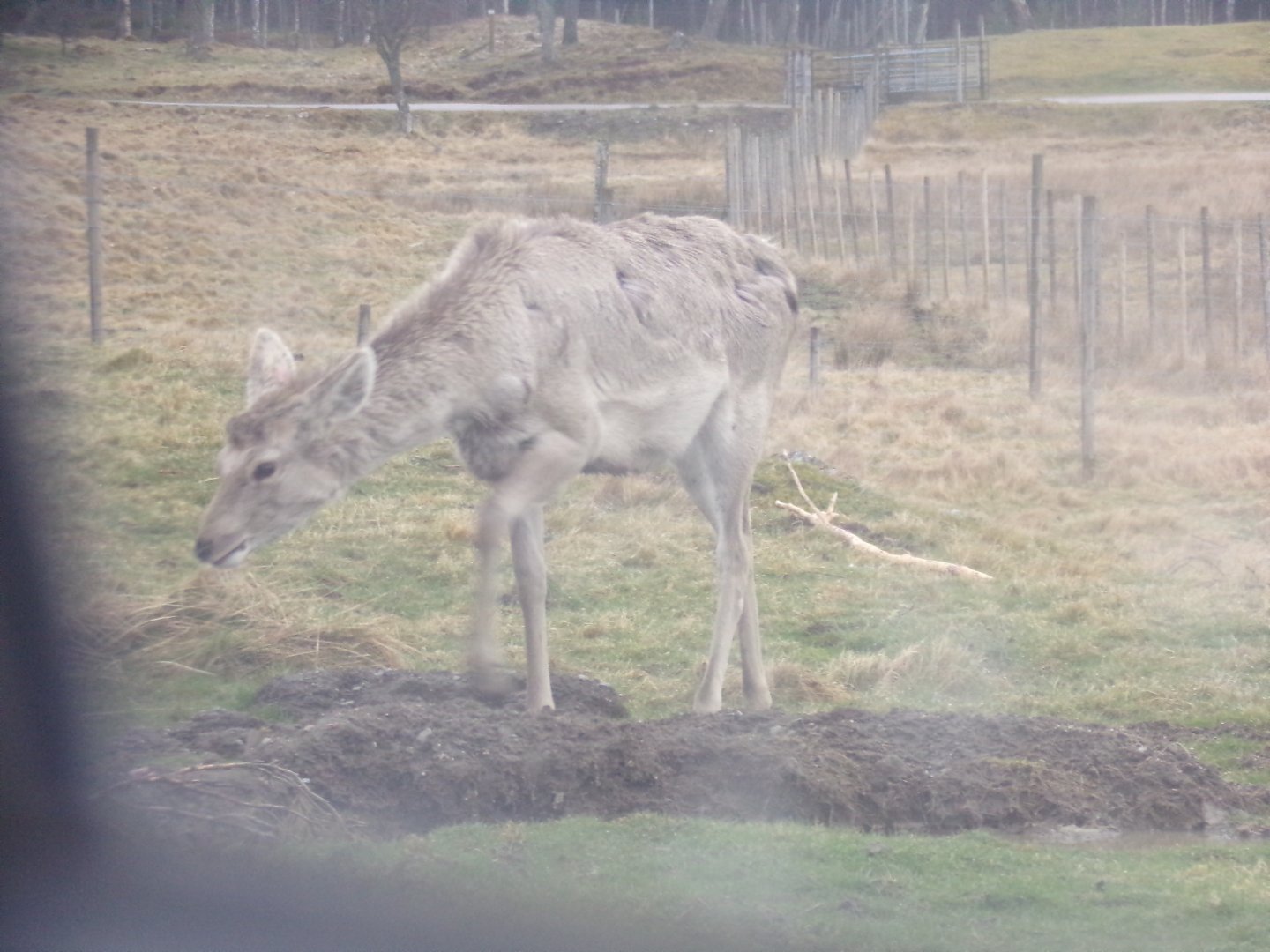 Bukhara deer youngster 5.4.24