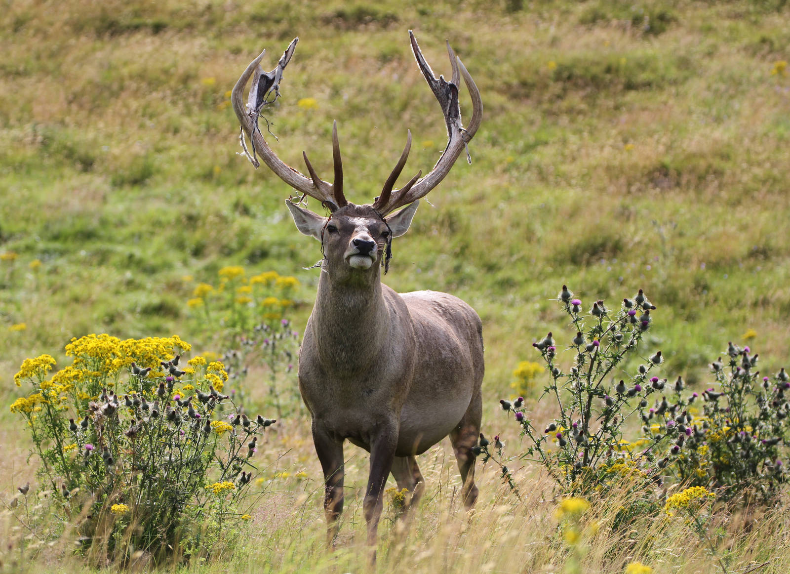 Bukhara Deer