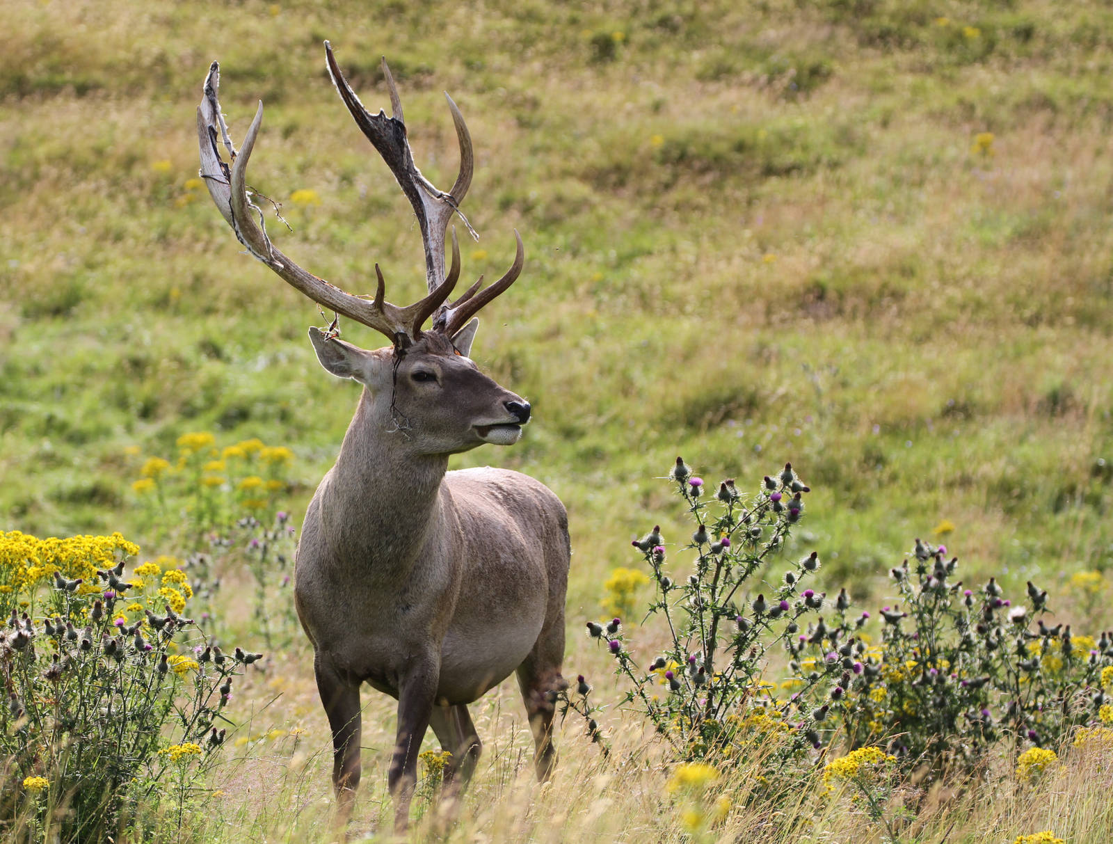 Bukhara Deer