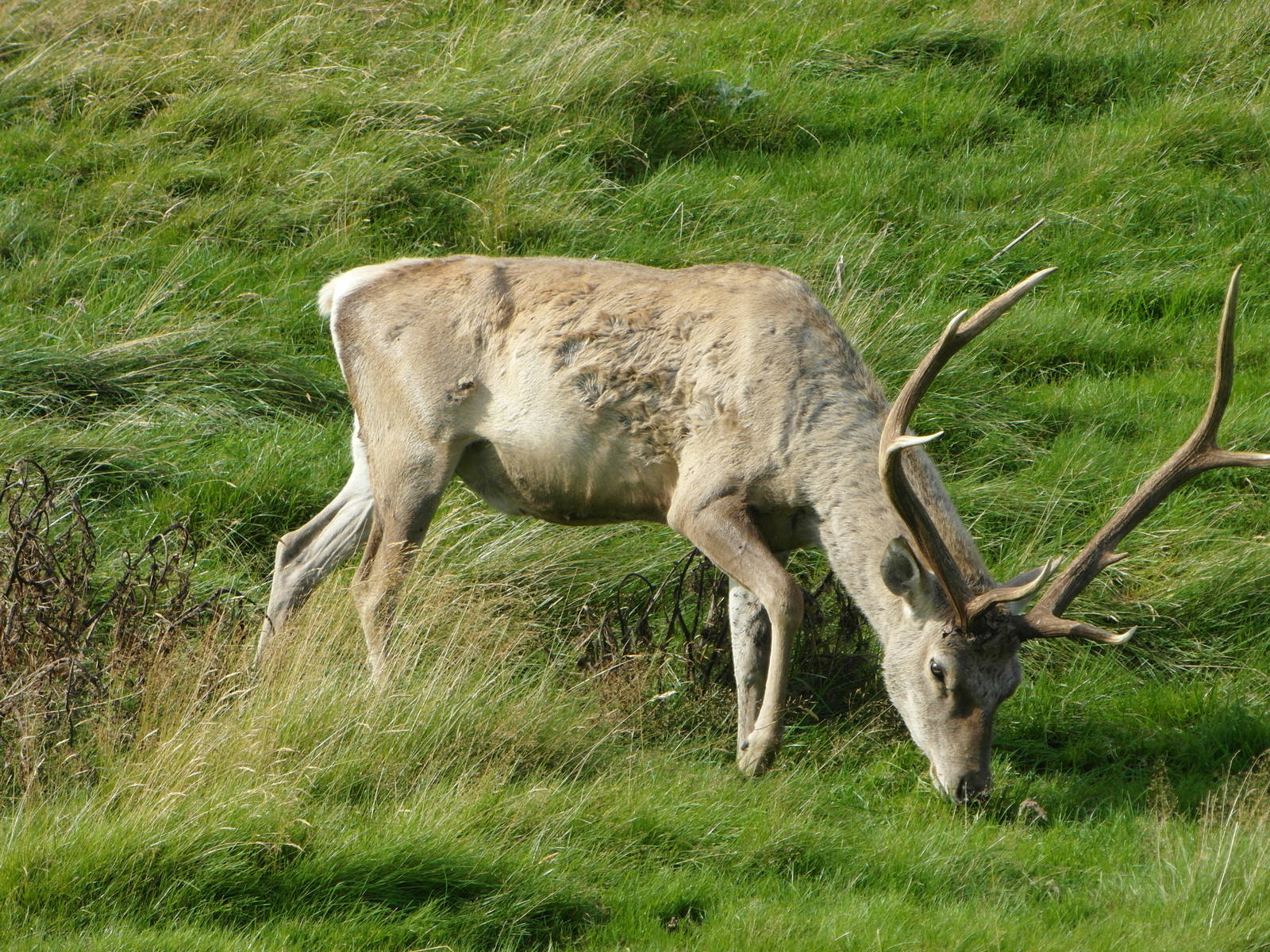 Bukhara Deer