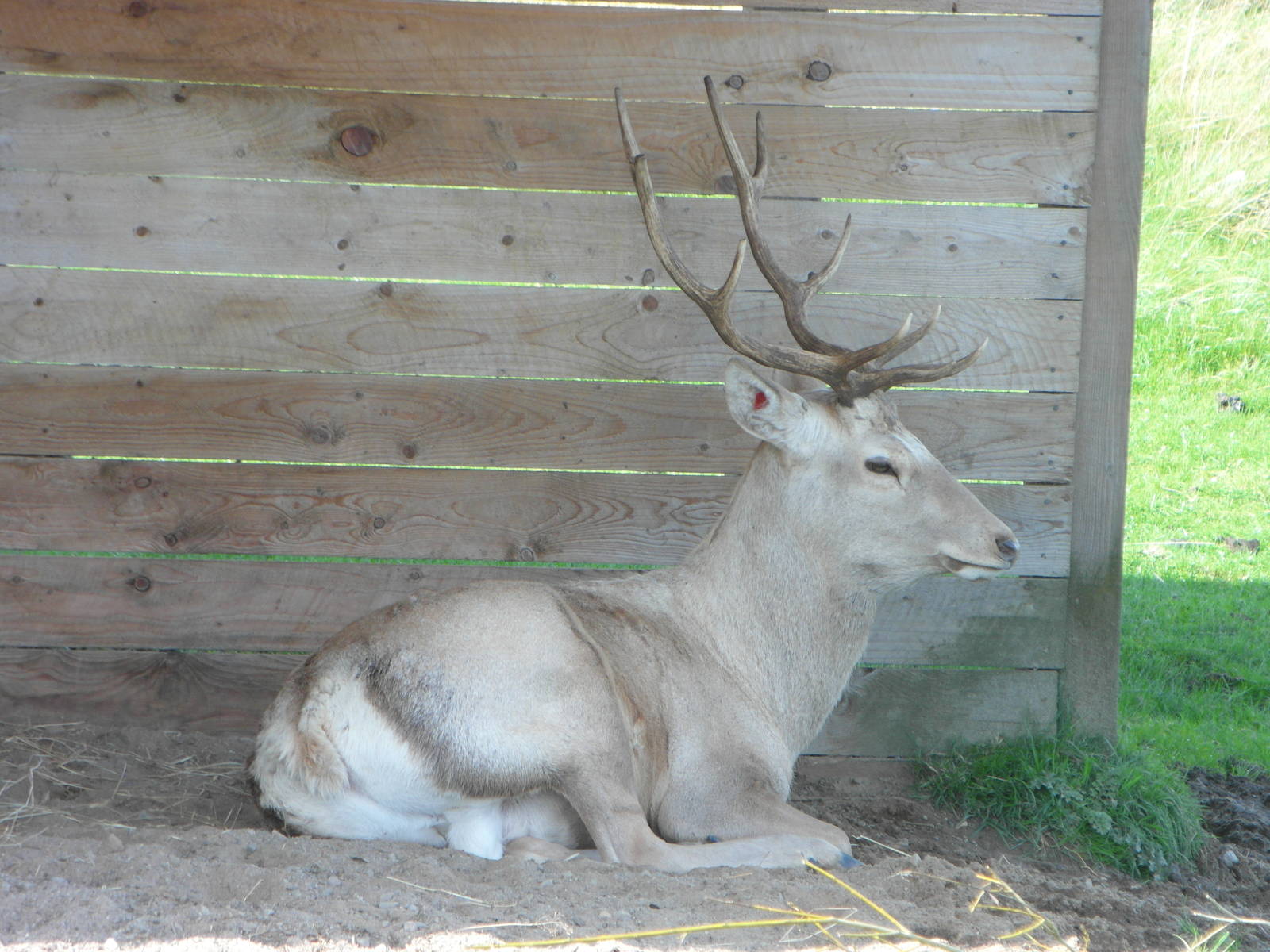 Bukhara Deer