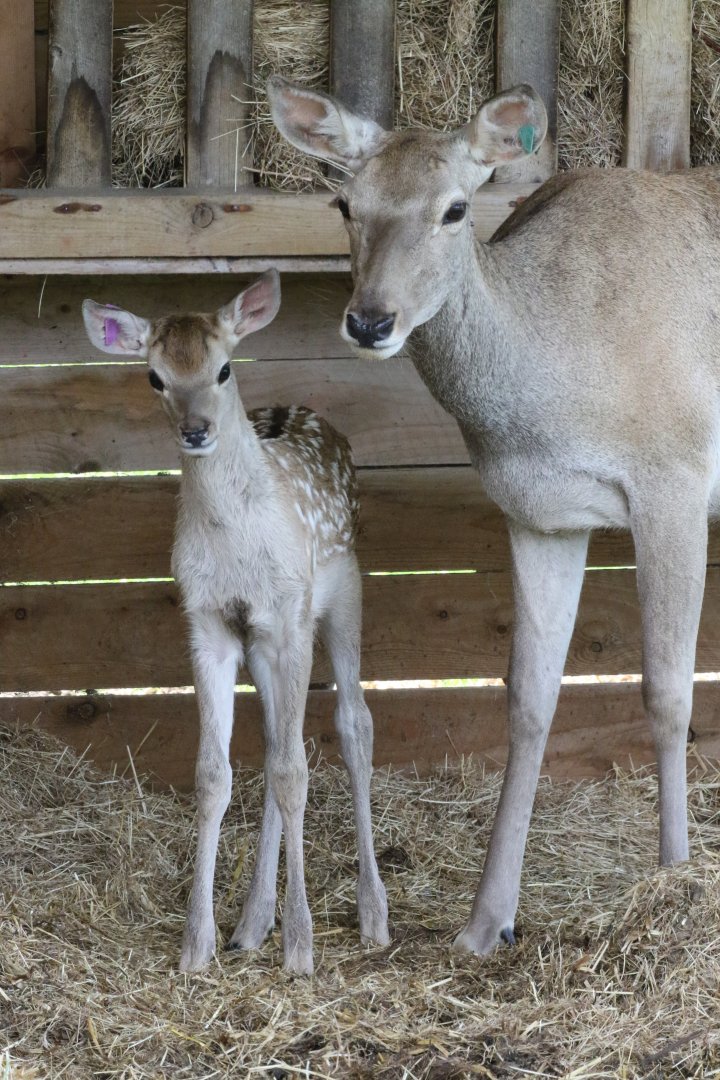 Bukhara Deer