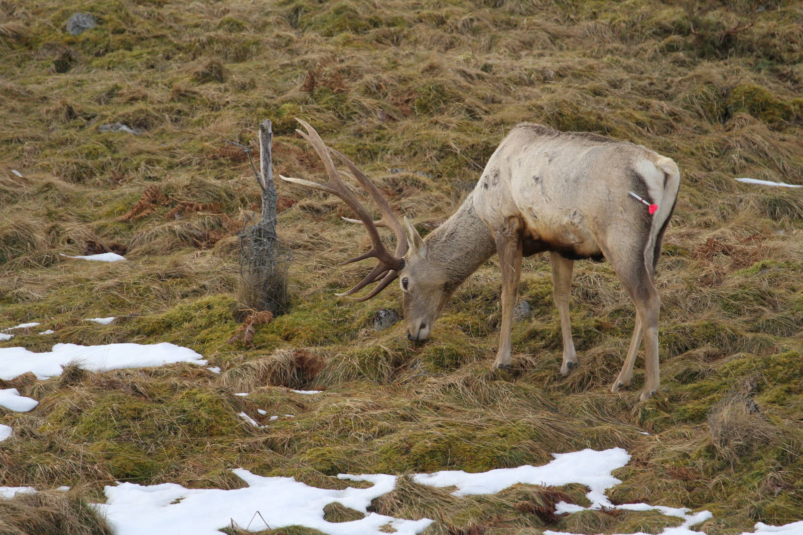 Bukhara Stag Darted