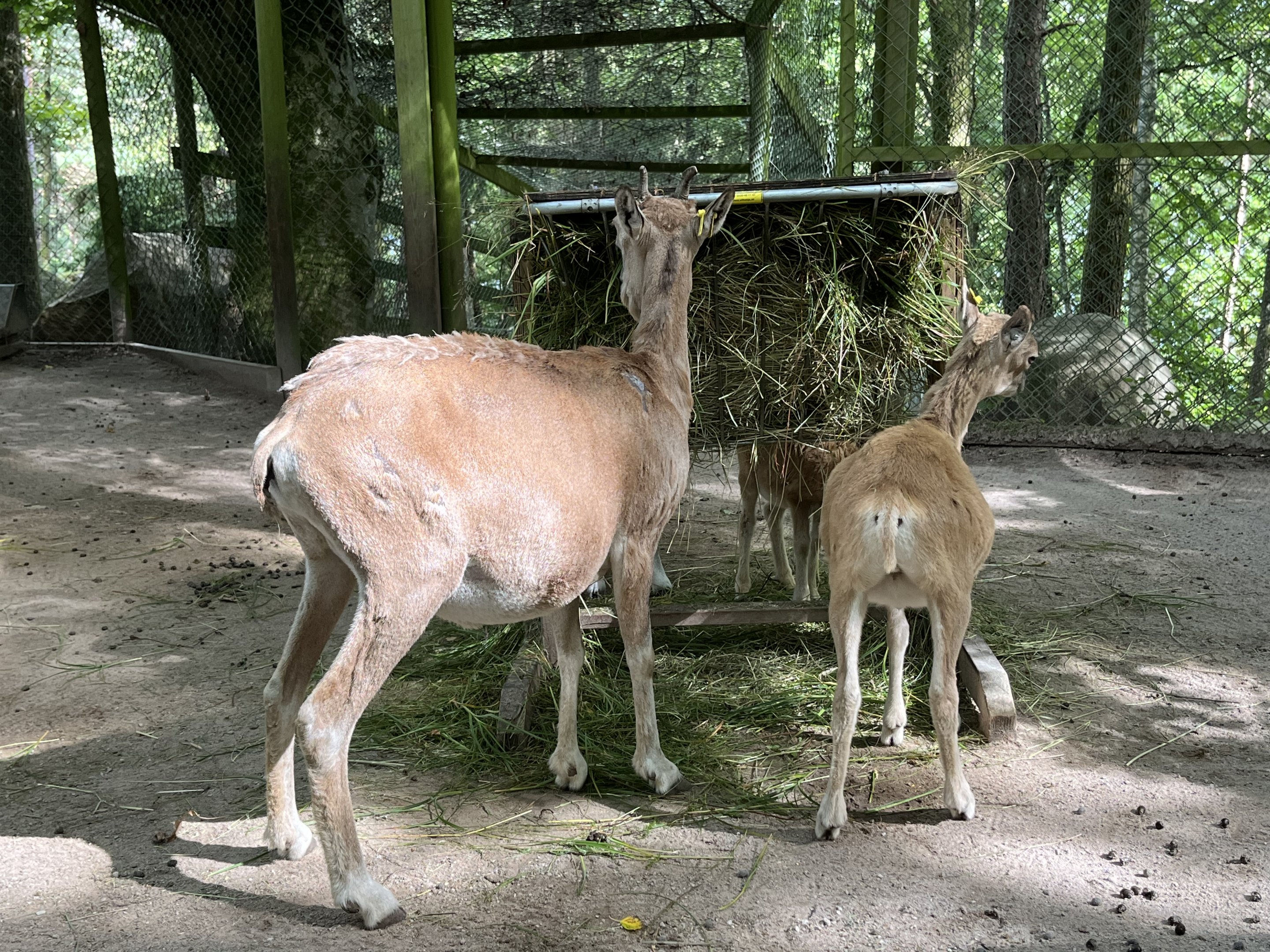 Bukhara Urial Exhibit