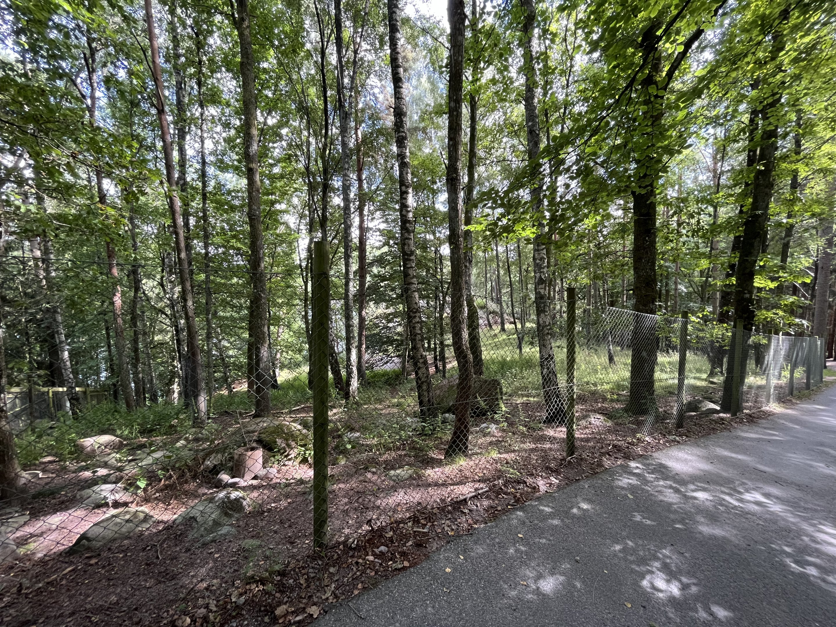 Bukhara Urial Exhibit