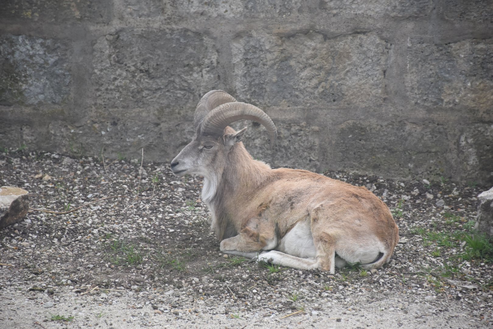 Bukhara urial