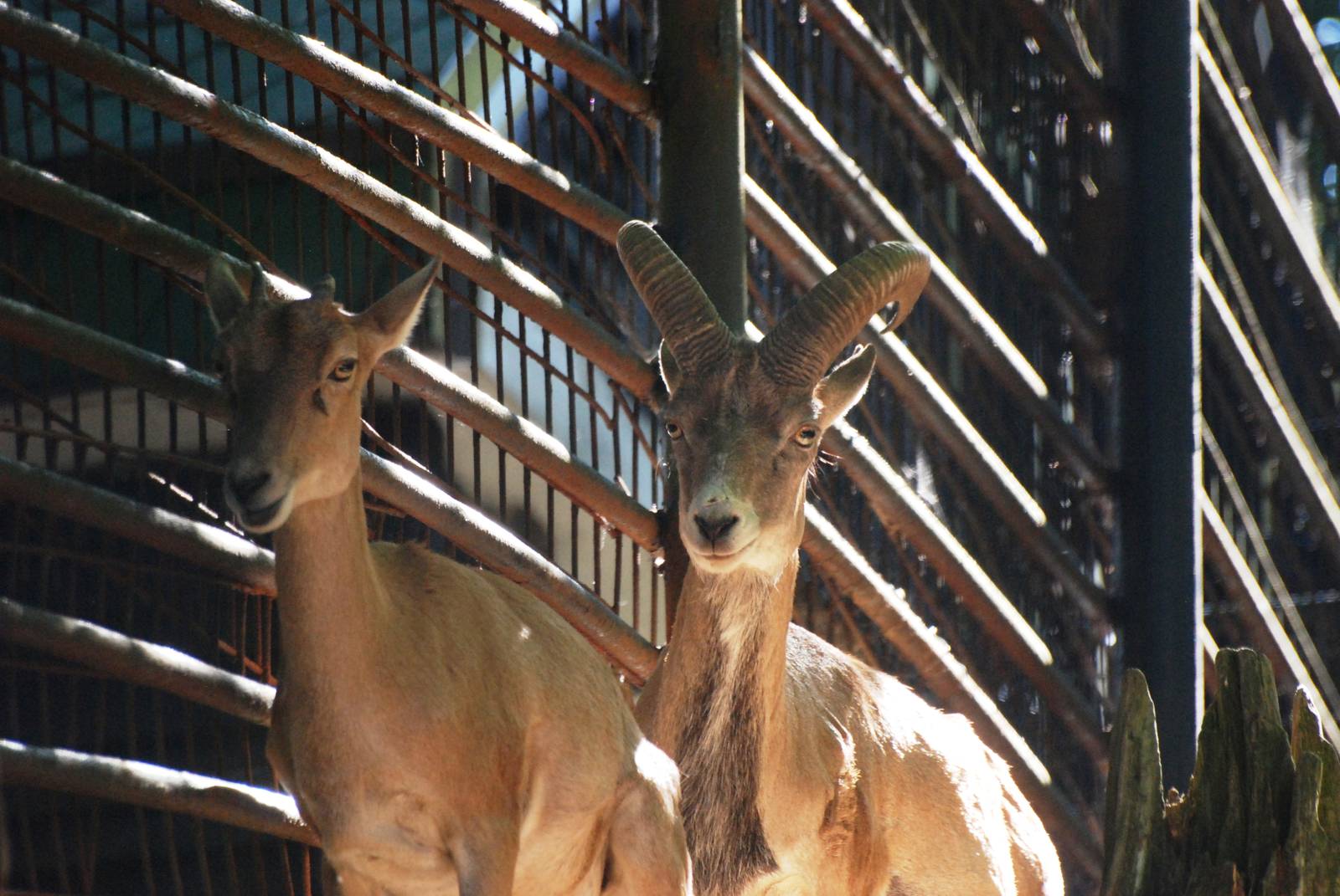 Bukhara Urials at Liberec, 28/08/12