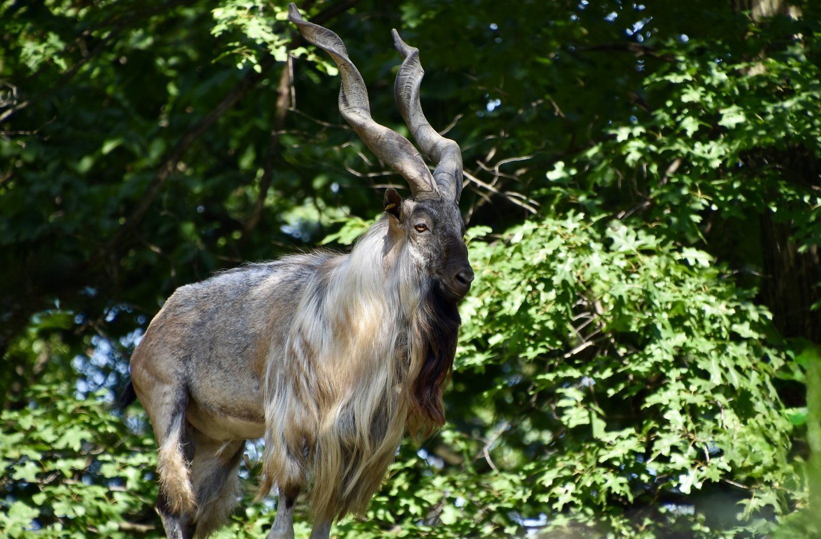 Bukharan Markhor (Capra falconeri heptneri) male