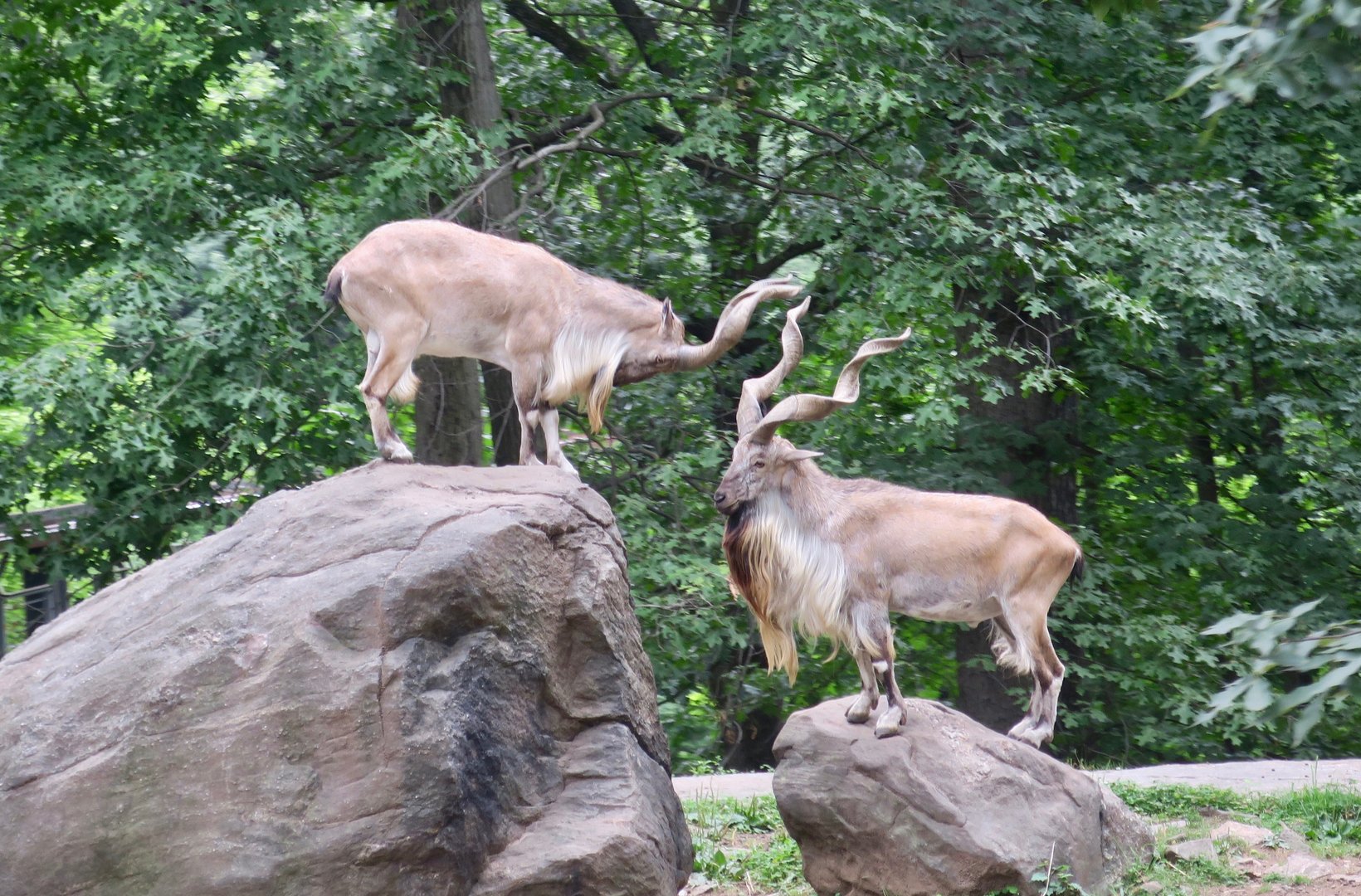 Bukharan Markhor (Capra falconeri heptneri)
