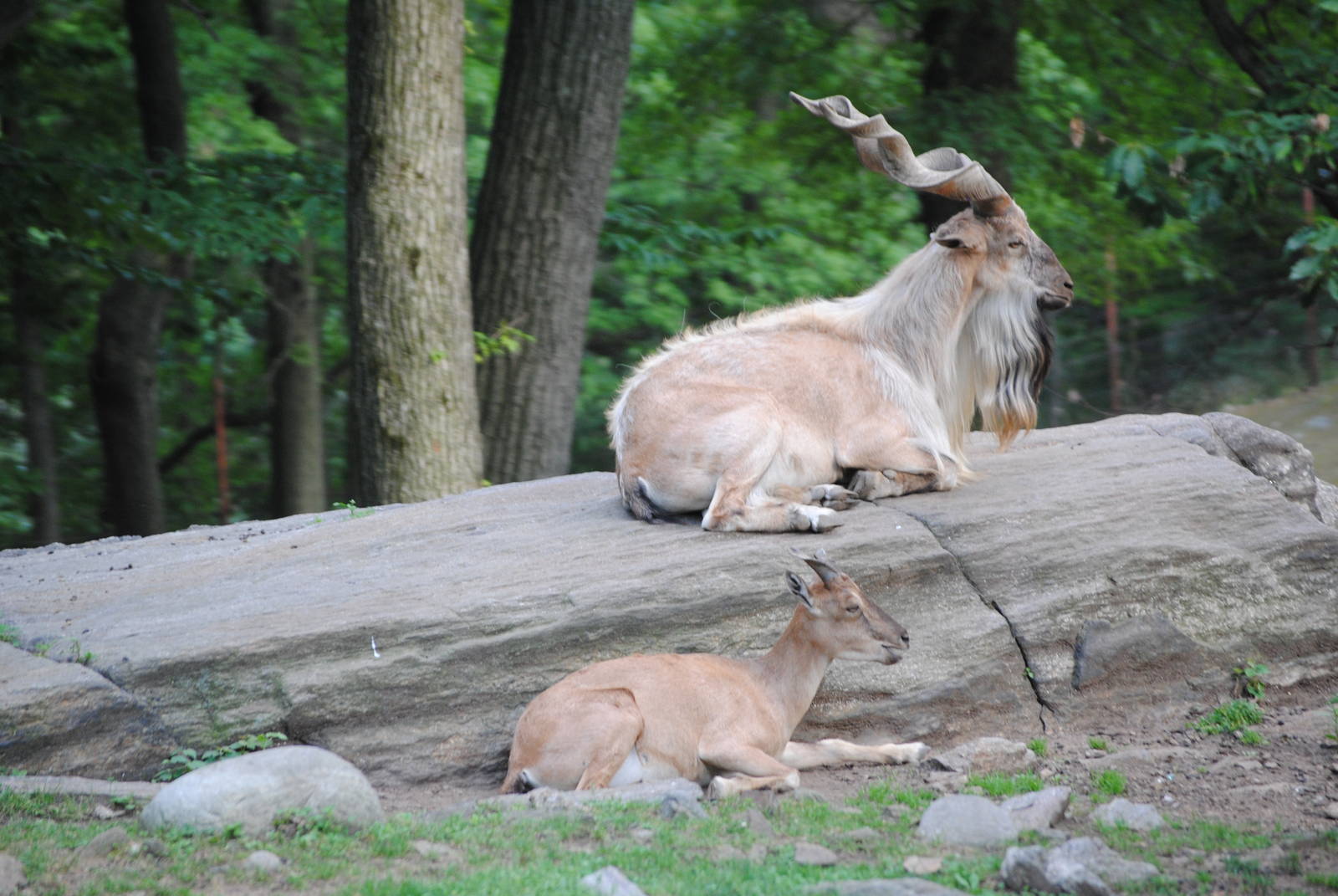 Bukharan Markhor