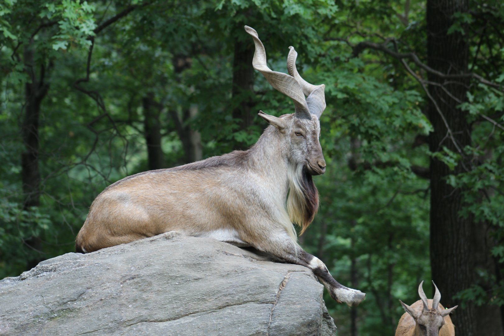 Bukharan Markhor