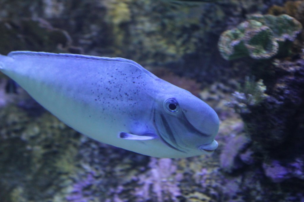 Bulbnose Surgeonfish