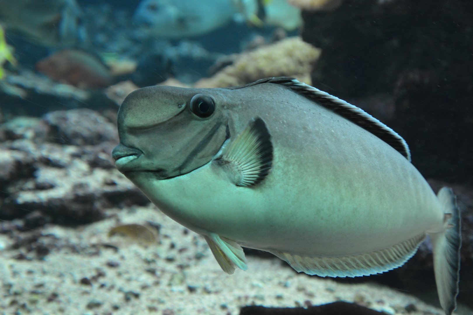 Bulbnose unicornfish (Naso tonganus)