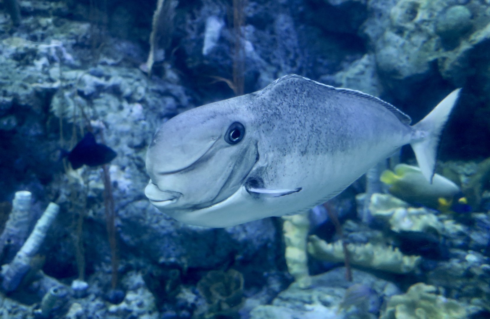 Bulbnose Unicornfish (Naso tonganus)