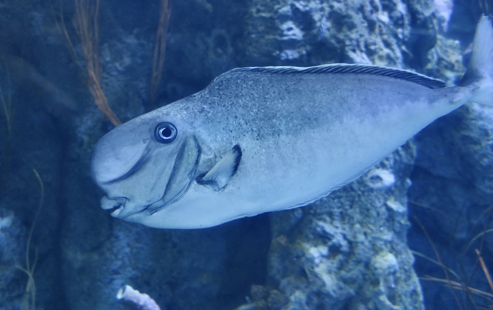 Bulbnose Unicornfish (Naso tonganus)