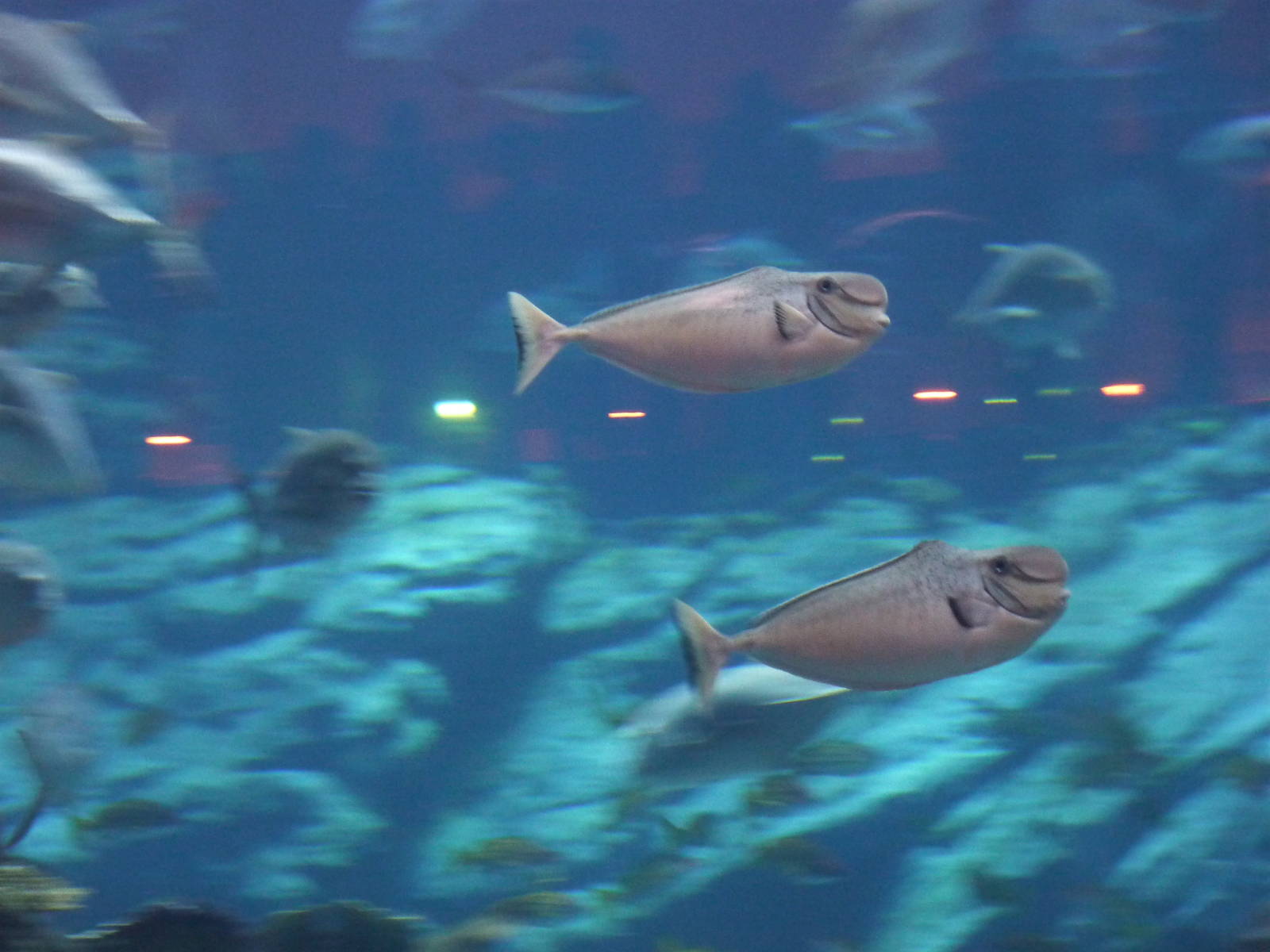 Bulbnose unicornfish